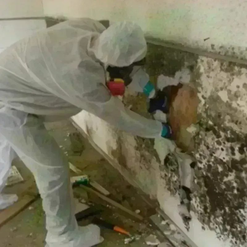 Mold Remediation and Removal in Pannill Fork, VA